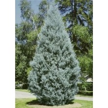 Nutyen Tüplü Mavi Servi Fidanı (Cupressus Arizonica) - Herdem Yeşil Canlı Çam Ağacı Fidanı (80-100 Cm)