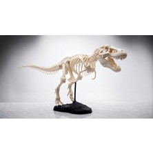 Decorius T-Rex Dinozor Maketi | Iskelet Model | Eğitici & Dekoratif Biblo | Gerçek Fosil Görünümlü Trex