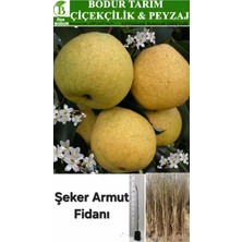 Bodur Tarım Bulancak 2 Yaşında Yarı Bodur Tüplü Topraklı Aşılı Yöresel Şeker Armut Meyve Fidanı
