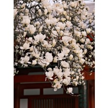 Nutyen Tüplü Büyük Çiçekli Manolya Fidanı (Magnolia Grandiflora) Herdem Yeşil Kokulu