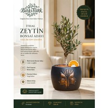 Kabartmalı Beton Saksıda Ithal Zeytin Bonsai Adayı Zeytinyağı Tüpü Dekorlu|bitkitürk Tasarım
