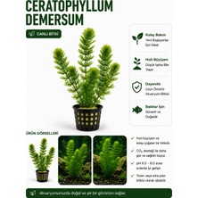 Ceratophyllum Demersum Tilki Kuyruğu Canlı Bitki