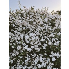Nutyen Abelya Çiçeği Fidanı (Abelia Ssp.) 1+2 Yaş Tüplü Bahçe ve Çit Bitkisi
