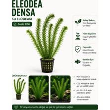 Eladoa Densa Canlı Bitki