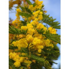 Nutyen Tüplü Mimosa Pudica (Mimoza) Küstüm Çiçeği Canlı Saksılı Büyük Boy Fidan (120-150 Cm)