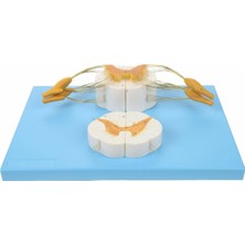 EgeAnatomi Maketleri Omurilik (10X Büyütülmüş) ve Spinal Sinir (5x Büyütülmüş), 2 Parçalı - Omurga Maketi