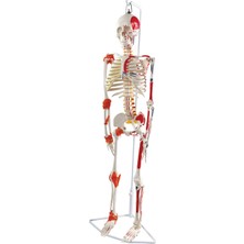 EgeAnatomi Maketleri Esnek Insan Iskeleti Modeli, Kasları ve Ligamentleri Gösteren, Askılı Stand - 85 cm - Iskelet Maketi