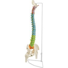 EgeAnatomi Maketleri Esnek Didaktik Omurga Modeli (Çıkarılabilir Esnek Pelvis ve Femur Başları Ile) 85 cm - Omurga Maketi
