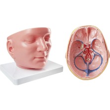 EgeAnatomi Maketleri Bölgesel Anatomik Baş Modeli (Dura Mater ile Birlikte) - Baş Maketi