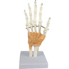 EgeAnatomi Maketleri El Eklemi Modeli, Ligament ile Ulna ve Radius Kısımlarını Içeren, Gerçek Boyutlu - El Eklemi Maketi