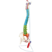 EgeAnatomi Maketleri Didaktik Esnek Omurga Modeli, 85CM, Femur Başları ve Boyalı Kaslarla Birlikte (Çıkarılabilir Femur Başları ve Pelvis Kemiği) - Omurga Maketi