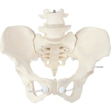 EgeAnatomi Maketleri Elastik Bağlantılı Kadın Pelvis Modeli - Kadın Pelvis Maketi (Hareketli)