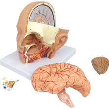 EgeAnatomi Maketleri Baş Anatomik Modeli, Gerçek Boyut, 4 Parçalı - Baş Maketi