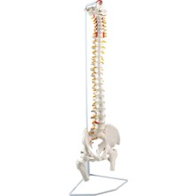 EgeAnatomi Maketleri Lüks Esnek Omurga Modeli, Femur Başlı ve Manyetik Bağlantılı Sakrum Kret, 85 cm - Omurga Maketi