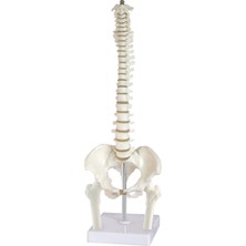 EgeAnatomi Maketleri Femur Başlı Omurga Modeli, 45 cm - Omurga Maketi
