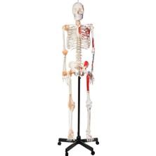 EgeAnatomi Maketleri Gerçek Boyutlarında Kasları ve Ligamentleri Gösteren Numaralandırılmış Insan Iskeleti Modeli, 180 cm - Iskelet Maketi
