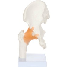 EgeAnatomi Maketleri Kalça Eklemi Modeli, Ligamentli - Kalça Eklemi Maketi