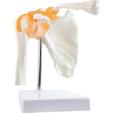 EgeAnatomi Maketleri Omuz Eklemi Modeli, Ligamentli - Omuz Eklemi Maketi