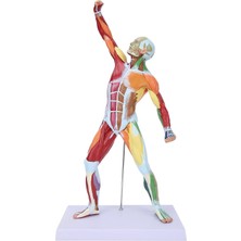 EgeAnatomi Maketleri Eğitim Amaçlı Kas Modeli, 52 Cm, Gerçek Boyutun 1/4’ü - Kas Mak