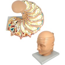 EgeAnatomi Maketleri Anatomik Disk Baş Modeli, Gerçek Boyut, 12 Katmanlı - Başın Anatomik Kesit Modeli - Baş Mr Görüntüleme Modeli
