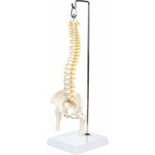 EgeAnatomi Maketleri Esnek Omurga Modeli, Femur Başlı, 45 cm - Omurga Maketi