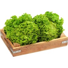 Montreal Organik Salata Kıvırcık Adet ( 1 Adet )