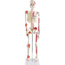 EgeAnatomi Maketleri Insan Iskeleti Modeli, Kasları ve Ligamentleri Gösteren, 85 cm - Iskelet Maketi