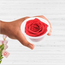 Süsle Bebek ve Parti Şoklanmış Solmayan Gül, 5 cm - Kırmızı
