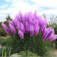 Tohum Dünyam 50 Adet Daisy Garden Purple Pampas Tohumu