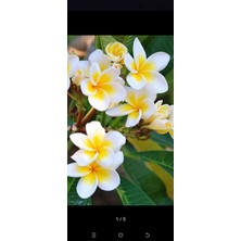 Aydoğdu Amerikan Fulu (Plumeria Alba) Çiçeği