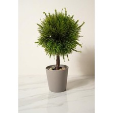 Modern Top Formlu Yapay Çam Bonsai, Taş Dolgulu Gri Saksıda Mini Ağaç, Çalışma Masası ve Raf Dekorasyonu