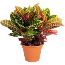 Fidan Sepetim Croton Petra Bitkisi 40-50 cm