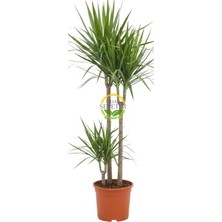 Fidan Sepetim Dracaena Marginata Çiçeği 2 Gövdeli