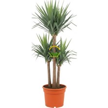 Fidan Sepetim Yucca Bitkisi 3 Gövdeli 100 Cm