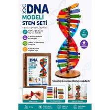 Artlantis Dna Modeli 1 Paket Ahşap Dna Yapım Seti Dna Sarmalı Deney Yapım Seti Okul Materyali Fen Bilimleri