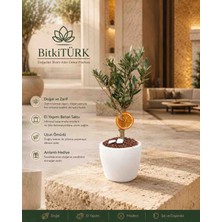 BitkiTÜRK Doğal Zeytin Bonsai Ağacı El Yapımı Beyaz Beton Saksıda Portakal Dilimli Dekoratif Bitki