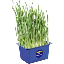 Erüst Yaşayan Mikro Filiz Buğday Adet (8'li Paket)