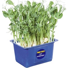 Erüst Yaşayan Mikro Filiz Bezelye Adet (4'li Paket)