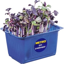 Erüst Yaşayan Mikro Filiz Kırmızı Turp Adet (6'li Paket)