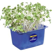 Erüst Yaşayan Mikro Filiz Brokoli Adet (6'li Paket)