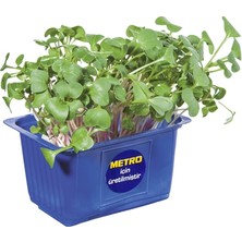 Erüst Yaşayan Mikro Filiz Yeşil Turp Adet (7'li Paket)