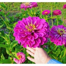 Die Grup Pembe Zinnia Kirli Hanım Tohumu - Dev Çiçekli, Uzun Boylu - 5 Tohum
