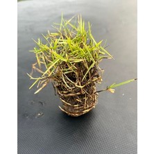 Die Grup Zoysia Japonica Çim Fidesi, Sağlıklı ve Dayanıklı