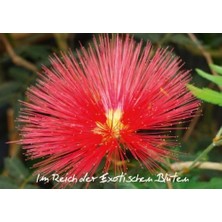 Belirtilmemiş Im Reich Der Exotischen Blüten (Tischaufsteller Din A5 Quer): Beeindruckene Fotos Von Exotischen Bl