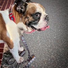 Esranın Dünyası Sağlam Metal Kancalı, Ayarlanabilir Geri Dönüştürülmüş Köpek Gezdirme Kayışı - Renkli Pati