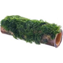 Larskas Bambu Canlı Bitki, Marimo Moss, Doğal Dekor