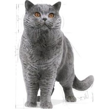 Larskas British Kedi Için Kuru Mama, Yetişkin, 2 kg