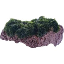 Larskas Marimo Moss Rock Canlı Bitki
