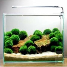 Larskas Canlı Marimo Moss Ball Yosun Topu - 2-3cm