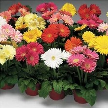 Larskas Karışık Renkli Gerbera Çiçeği Tohumları, Bahçe Için Renkli Alternatif